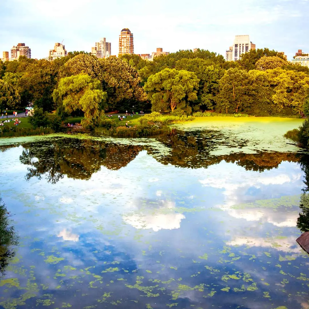 View of NYC skyline from Central Park 