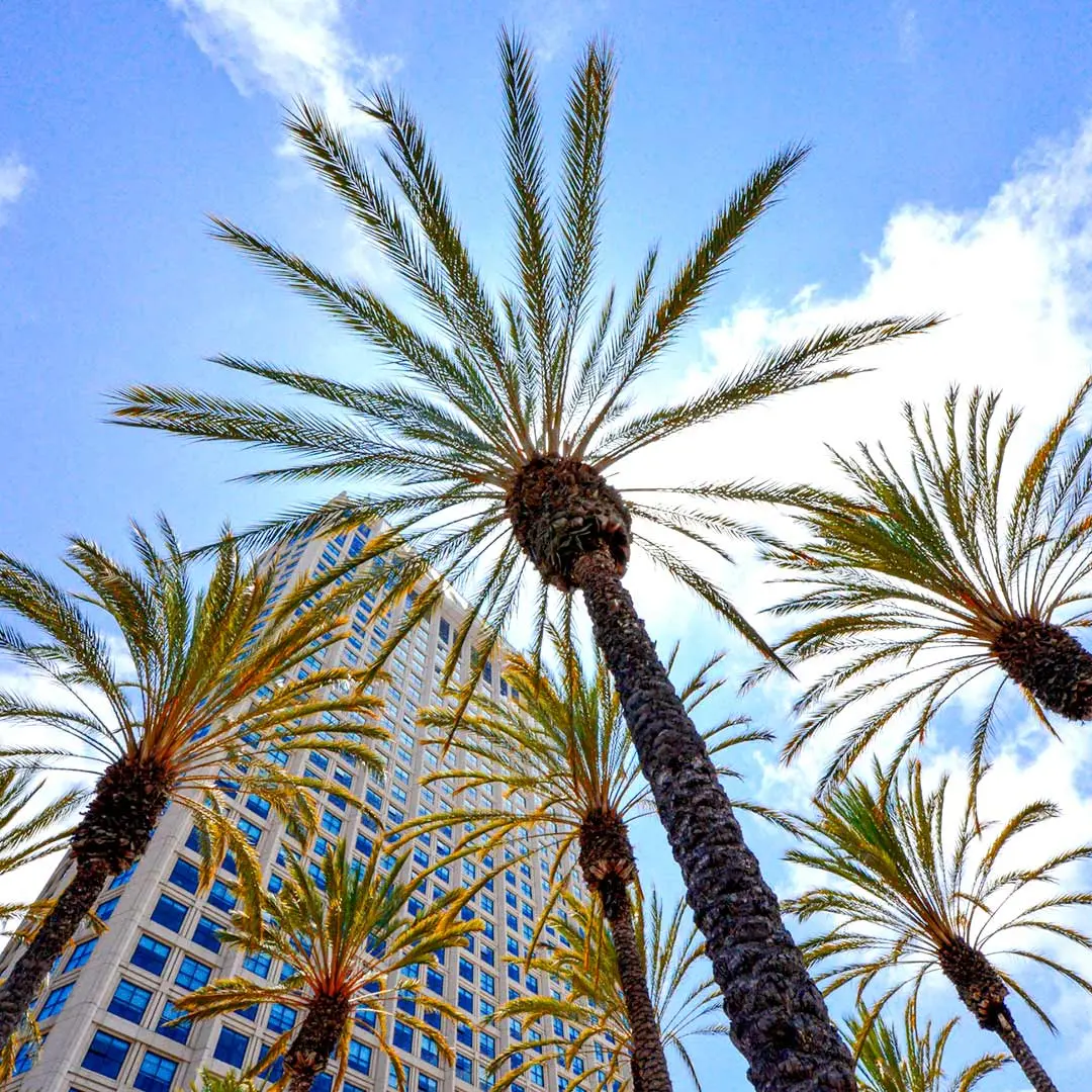 Palm trees and skyscrapers in San Diego, CA